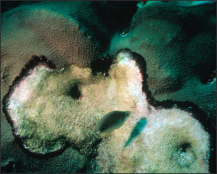 20110307-NOAA  coral Disease_100.jpg